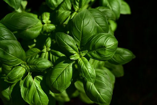 Basil/bunch