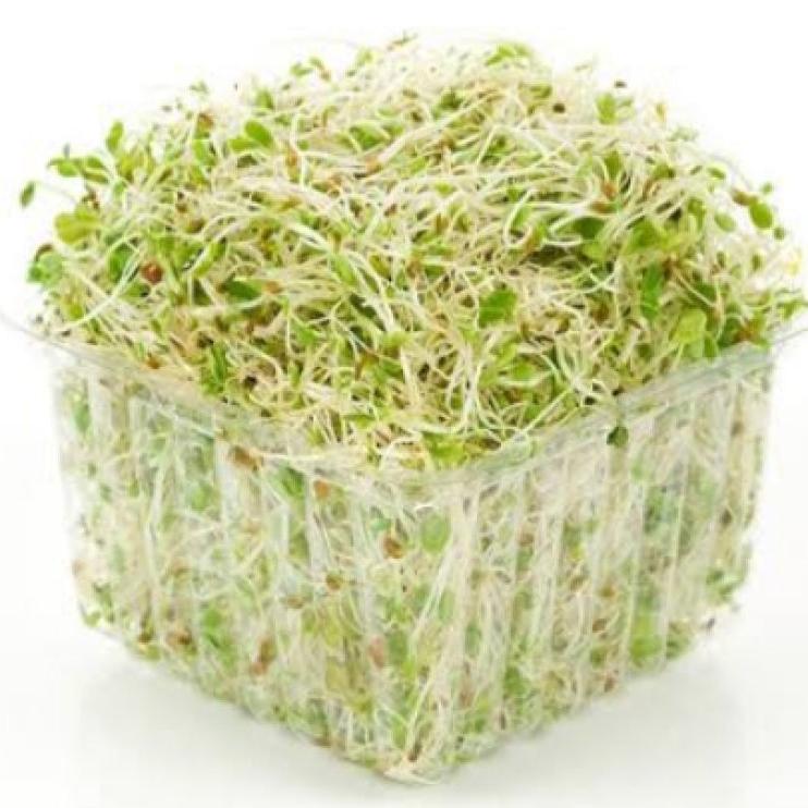 Alfalfa Sprouts - 125g Punnet