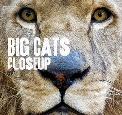 Big Cats: Close Up