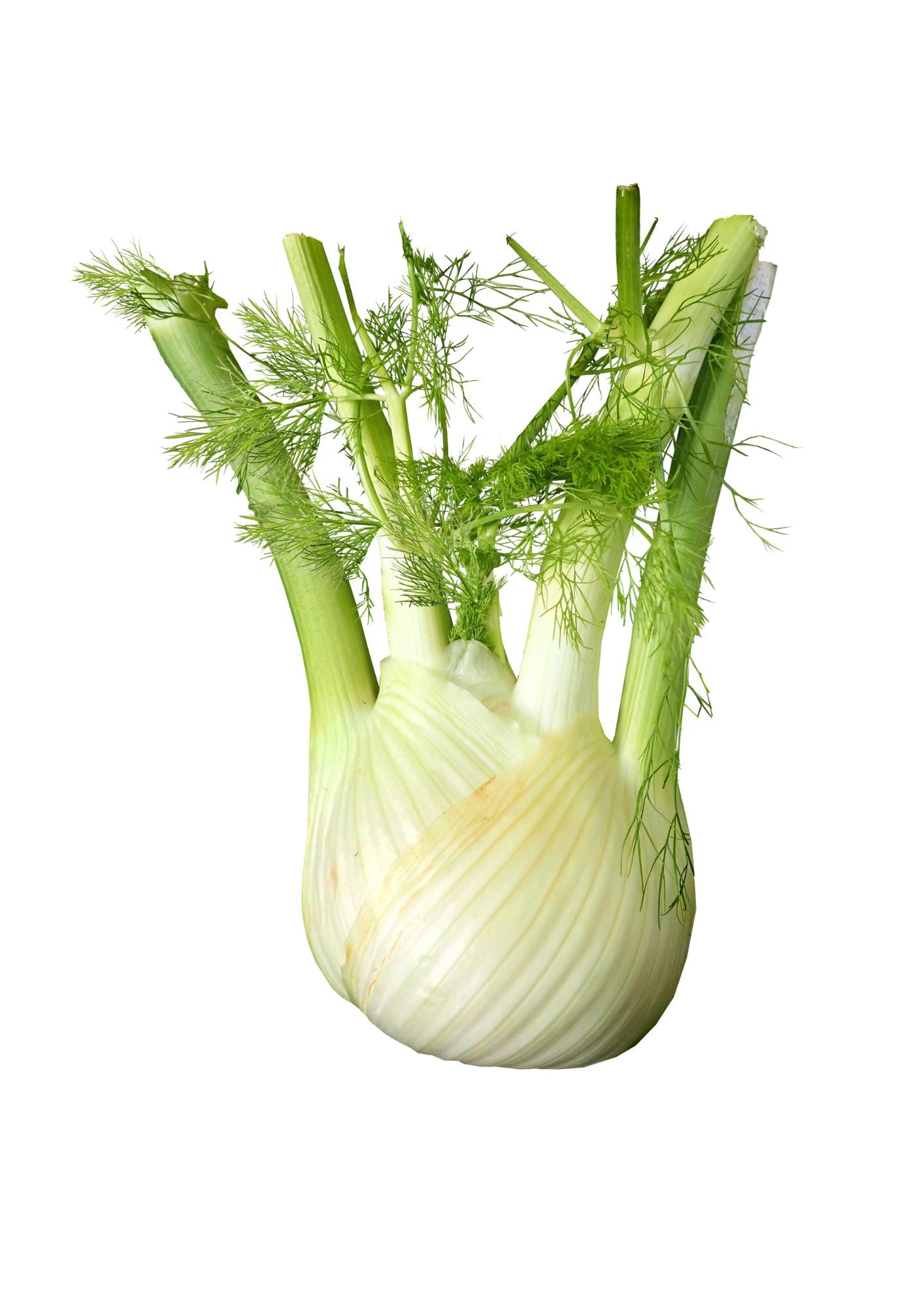 Fennel Each