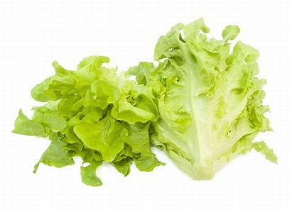 Lettuce Oakleaf Green