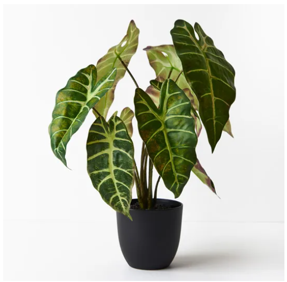 Alocasia plant Med