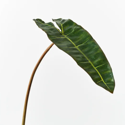 Philodendron Leaf