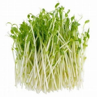 Snowpea Sprouts