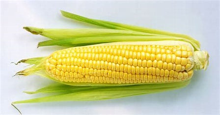 Corn Cob