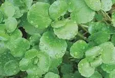 Watercress