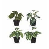 Tropical Plant Garden Pot 4Assorted