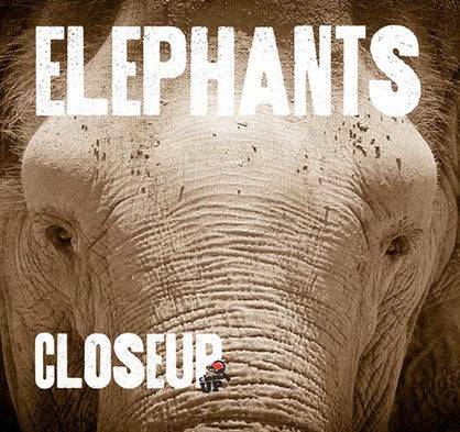 Elephants: Close Up