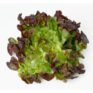 Lettuce Oakleaf Red